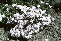 Phlox austromontana